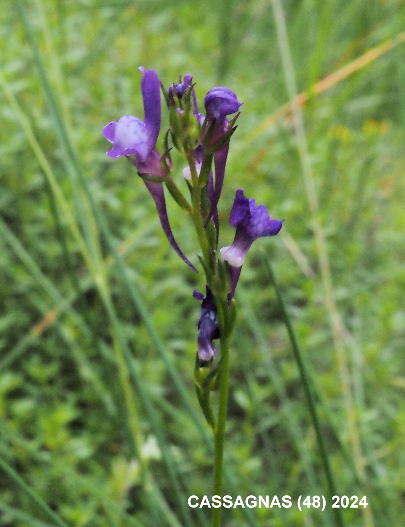 Toadflax, Pellisseriana